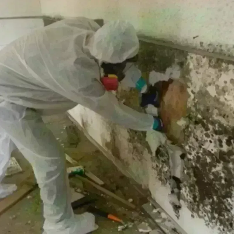 Mold Remediation and Removal in Green, OR